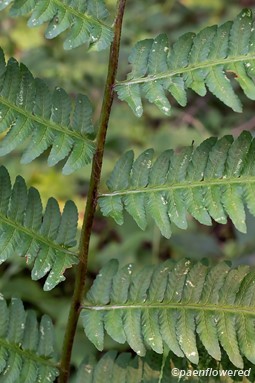 Rachis and pinnae